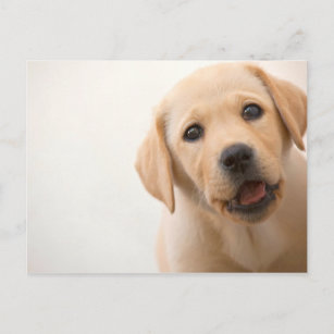 Het gouden Puppy van Labrador Briefkaart