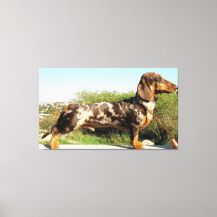 Het Grand Dachshund Canvas Afdruk