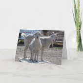 Het grappige Compliment van de Gelukwensen van het Kaart (Voorkant)