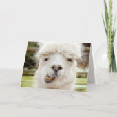 Het Grappige Gezicht van de alpaca Kaart (Voorkant)