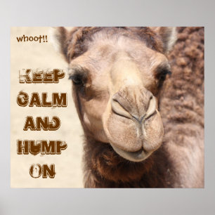 Het grappige Poster van Camel houdt kalm en Hump a