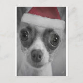 Het Grappige Puppy Chihuahua van Kerstmis met het Feestdagenkaart (Voorkant)
