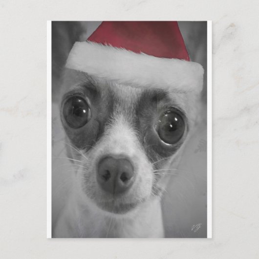 Het Grappige Puppy Chihuahua van Kerstmis met het Feestdagenkaart (Voorkant)