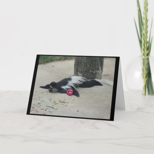 Het grappige Wenskaart van de Aap Kaart (Voorkant)