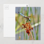 Het gras van de zegge, en Libel Briefkaart (Voorkant / Achterkant)