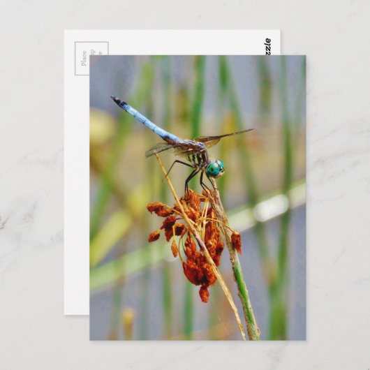 Het gras van de zegge, en Libel Briefkaart (Voorkant / Achterkant)