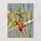 Het gras van de zegge, en Libel Briefkaart (Voorkant)