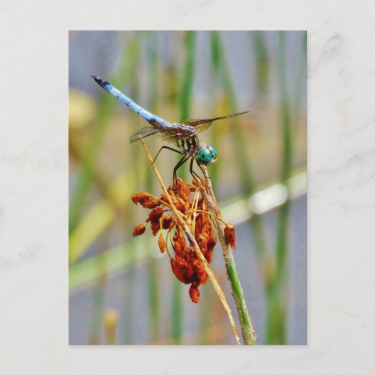 Het gras van de zegge, en Libel Briefkaart (Voorkant)