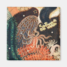 Het Great Barrier Reef van Australië