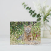 Het grijze Briefkaart van de Vos (Staand voorkant)