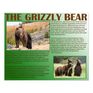Het Grizzly-Beer Foto Afdruk