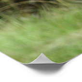 Het Grizzly Beer Poster (Hoek)