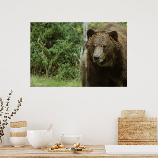 Het Grizzly Beer Poster (Keuken)