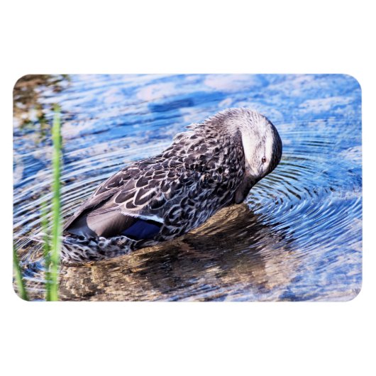 Het groeiend effect magneet (Horizontaal)