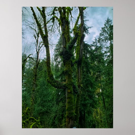 Het groen in de bomen Poster (Voorkant)