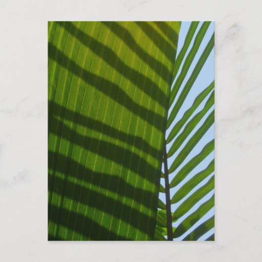 Het Groene Blad van de abstracte Fotografie Briefkaart (Voorkant)
