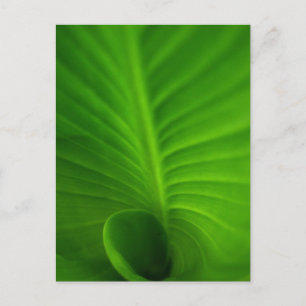 Het groene Spiraalvormige Briefkaart van het Blad