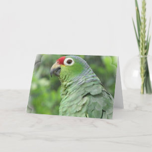 Het groene Wenskaart van de Papegaai Kaart