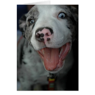 Het grootste genoegen