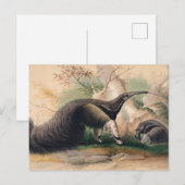 Het Grote Anteater van Joseph Wolf Briefkaart (Voorkant / Achterkant)