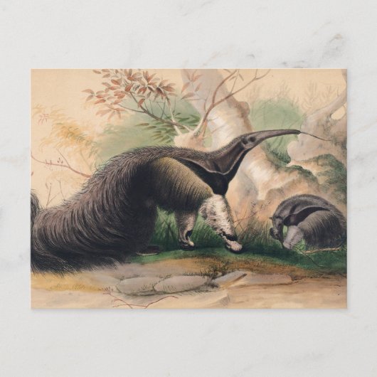 Het Grote Anteater van Joseph Wolf Briefkaart (Voorkant)