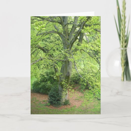 Het grote Groene Wenskaart van de Boom Kaart (Voorkant)