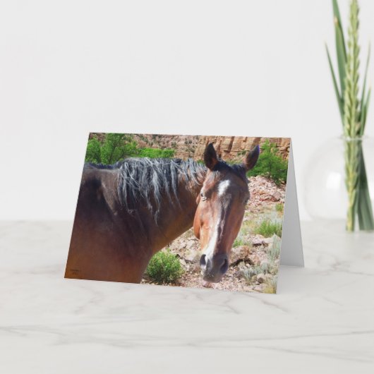 Het grote Paard van het Kwart van de Baai Kaart (Voorkant)