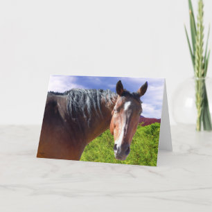 Het grote Paard van het Kwart van de Baai Kaart