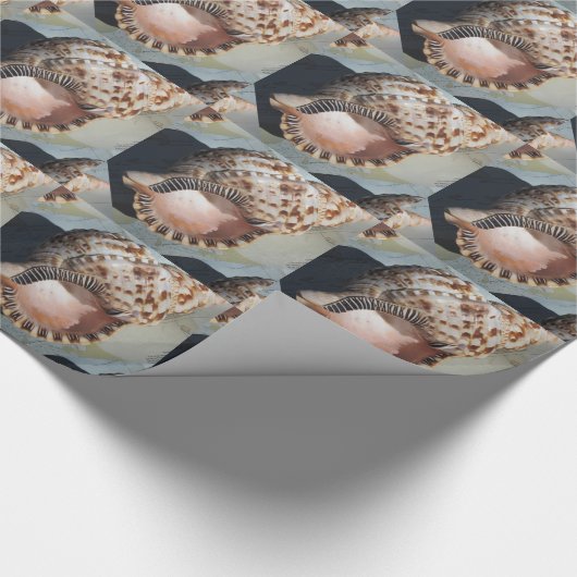 Het grote Zee Shell die Papier verpakt (Hoek)