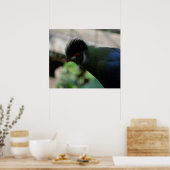 HET GUINEE TURACO-POSTER POSTER (Keuken)