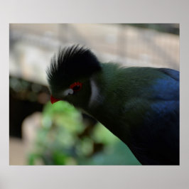 HET GUINEE TURACO-POSTER POSTER