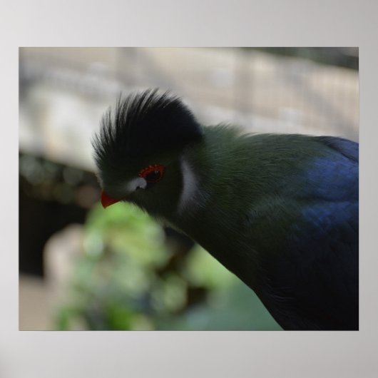 HET GUINEE TURACO-POSTER POSTER (Voorkant)