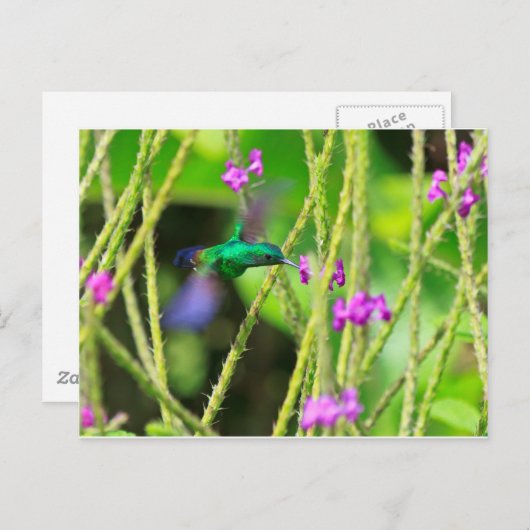 Het hangende Onduidelijke beeld van de Kolibrie Briefkaart (Voorkant / Achterkant)