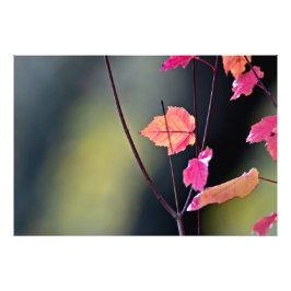 Het harde hout breken foto afdruk