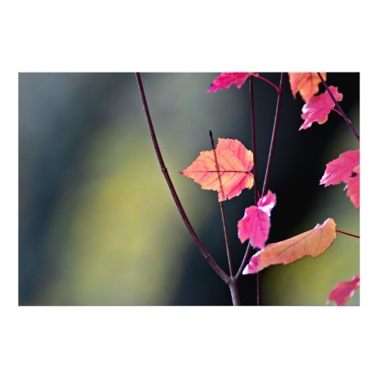 Het harde hout breken foto afdruk (Voorkant)