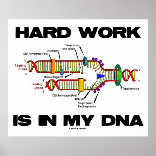 Het harde werk is in mijn DNA (DNA-replicatie) Poster (Voorkant)