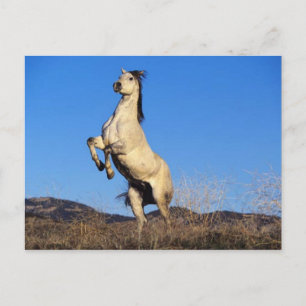 Het hardnekkig verzetten tegen vanzich Paard Briefkaart