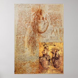 Het hart, de bronchiale slagaders en de bloedvaten poster