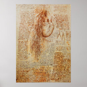 Het hart en de Bronchiale Arteries Poster