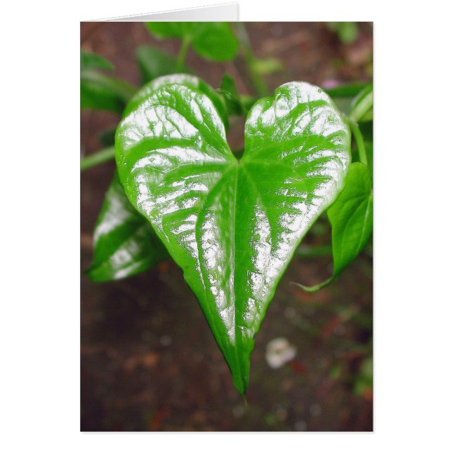 het hart van de dingen... (Voorkant)