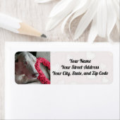 Het hart van de Weimaraner Dog voor je leggen Etiket (Insitu)