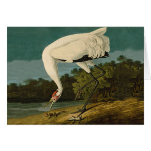 Het hele Crane Audubon-vogelschilderen