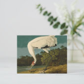 Het hele Crane Audubon-vogelschilderen Briefkaart (Staand voorkant)