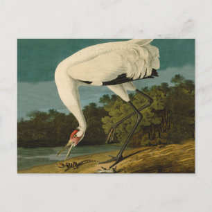 Het hele Crane Audubon-vogelschilderen Briefkaart