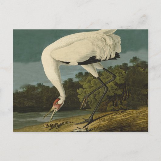 Het hele Crane Audubon-vogelschilderen Briefkaart (Voorkant)