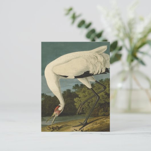 Het hele Crane Audubon-vogelschilderen Briefkaart (Staand voorkant)