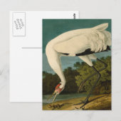 Het hele Crane Audubon-vogelschilderen Briefkaart (Voorkant / Achterkant)