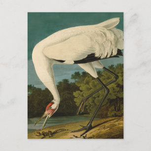 Het hele Crane Audubon-vogelschilderen Briefkaart