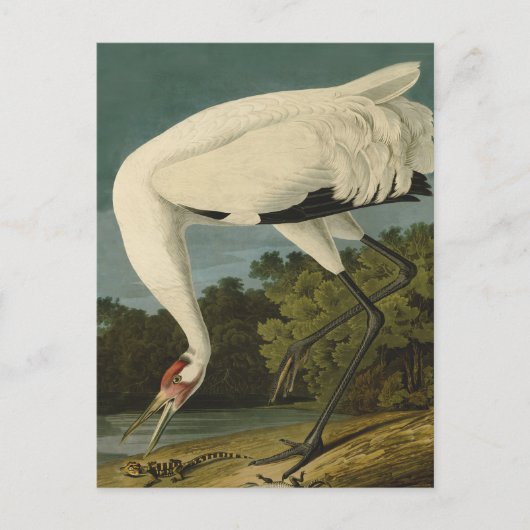 Het hele Crane Audubon-vogelschilderen Briefkaart (Voorkant)