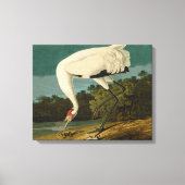 Het hele Crane Audubon-vogelschilderen Canvas Afdruk (Voorkant)